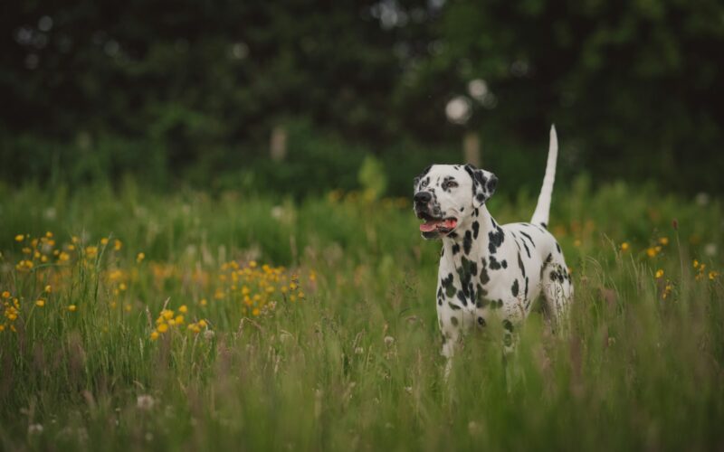 dalmatian dog on green grass field during daytime